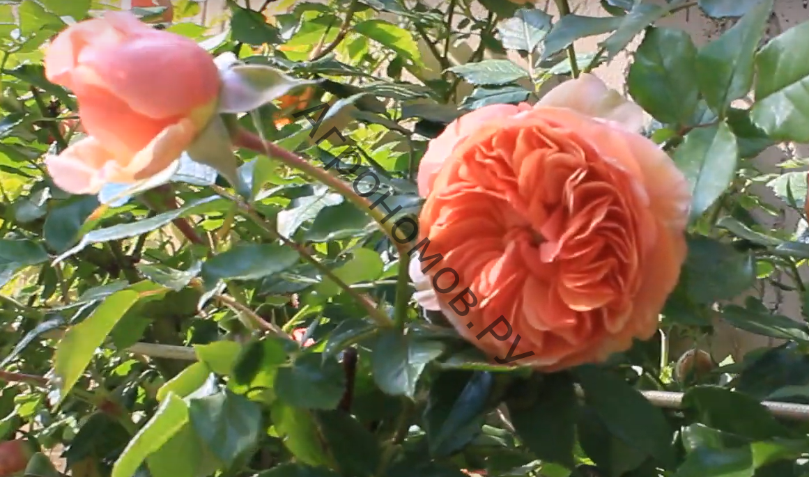 Роза парковая Чиппендейл - фото 1