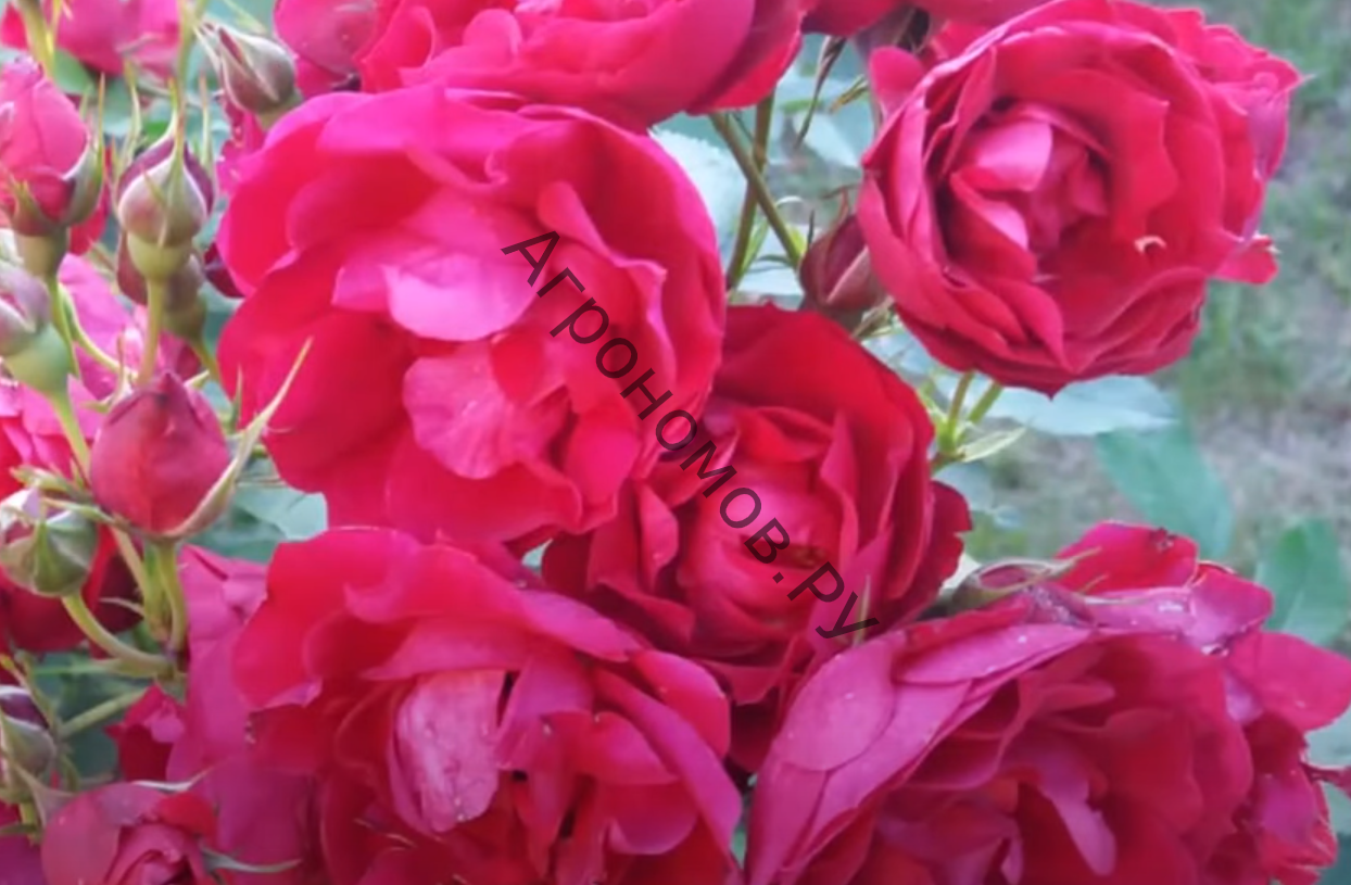 Роза канадская парковая Аделаида Худлес  - фото 1