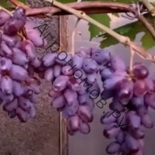 Саженцы виноград плодовый Байконур