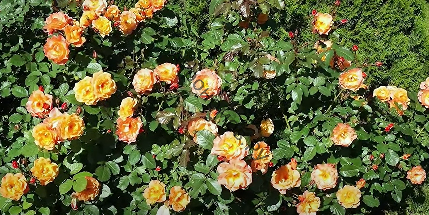 Роза парковая Вестерленд  - фото 1