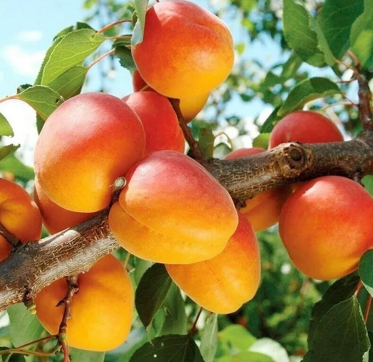 Особенности и процесс выращивания абрикоса Триумф Северный