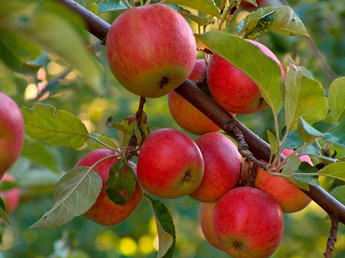 Как посадить дерево яблоню на участке