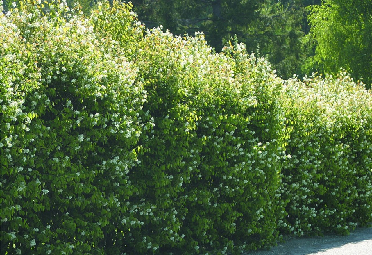 Ирга колосистая: отличное растение для любителей необычных плодов и ландшафтного дизайна