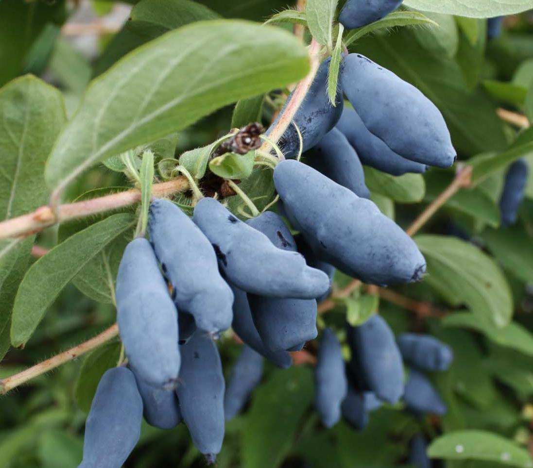 Жимолость Бакчарская - кустарник с синими ягодами. Выращивание и особенности сорта