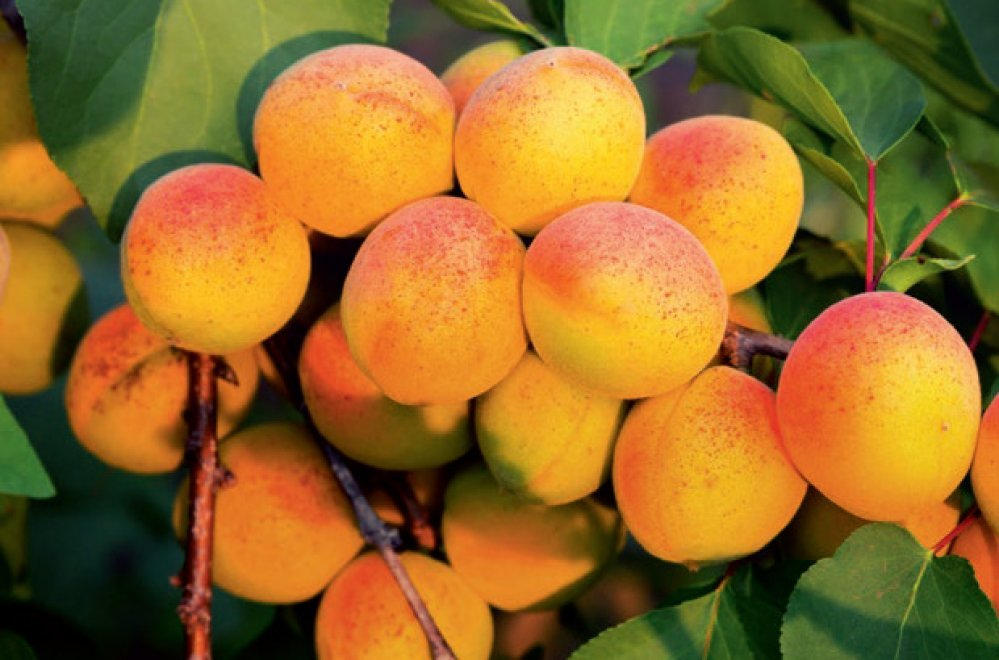 Абрикос Алеша: особенность одного из популярных сортов плодового дерева