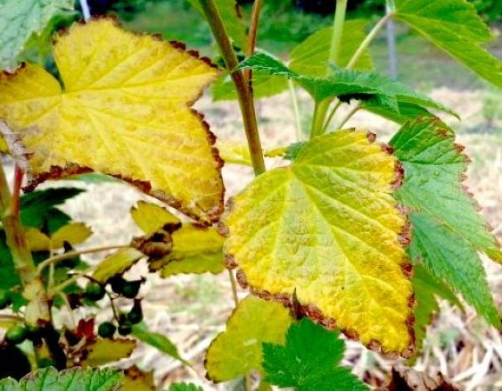 Почему желтеют листья у смородины: причины и советы