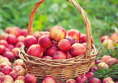 Обработка семечковых культур (яблоня, груша, айва) от болезней и вредителей