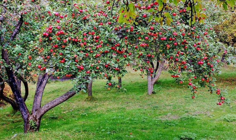 Как посадить яблоню на участке