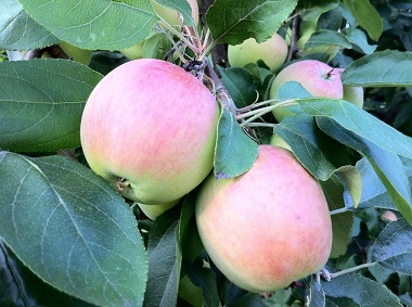 Какие яблони посадить в Подмосковье - сорта яблони для Московской области
