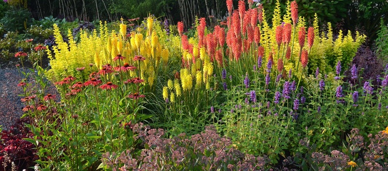 10 многолетних цветущих растений для сада и дачи: посадил и забыл