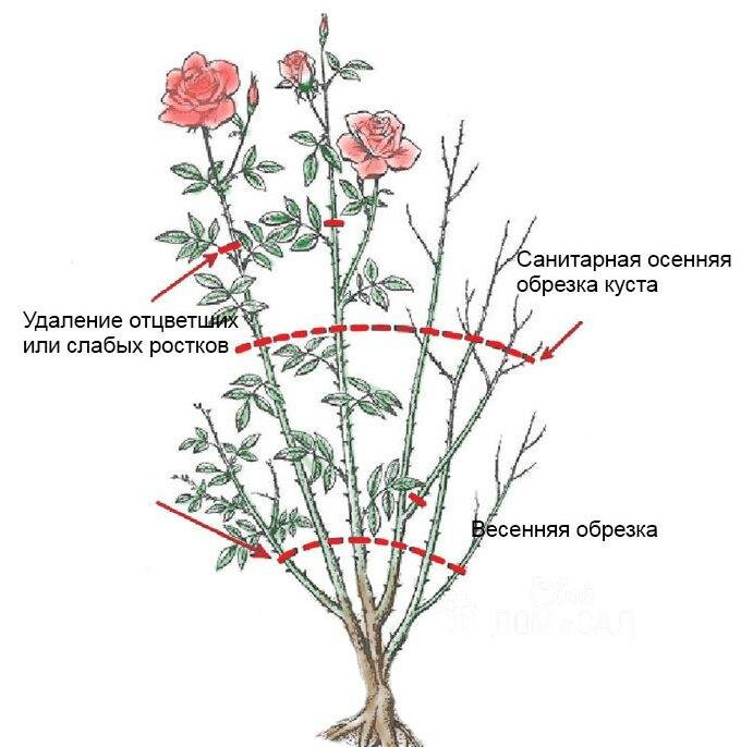 Обрезка роз на зиму: правила подрезки роз разных типов
