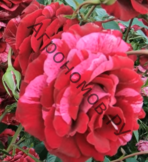 Роза флорибунда Дип Импрешн - фото 1
