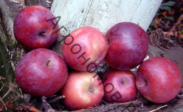 Дерево-сад (5 летка) яблоня 2 сорта Лобо - Мелба - фото 1