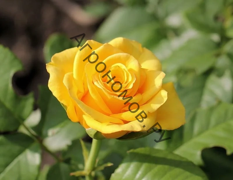 Роза чайно-гибридная Керио - фото 1