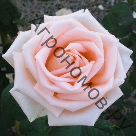 Роза чайно-гибридная Осиана - фото 1