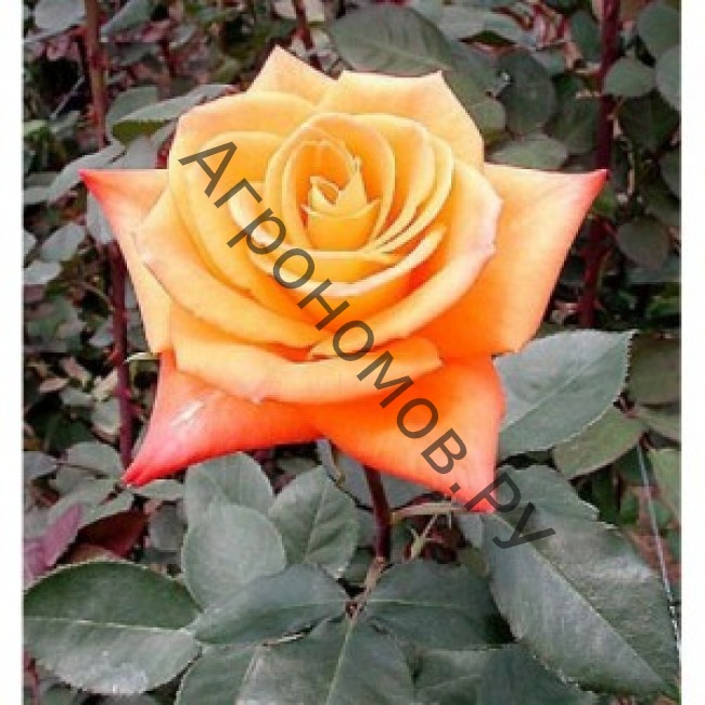 Роза чайно-гибридная Миракл - фото 1