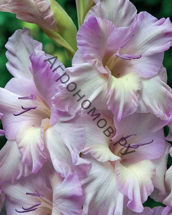 Гладиолус крупноцветковый Леди Джейн - фото 1