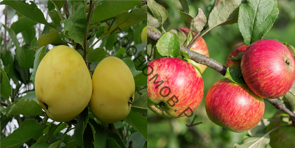 Дерево-сад (2-3 летка) яблоня 2 сорта Медуница - Налив белый - фото 1