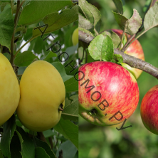 Дерево-сад (2-3 летка) яблоня 2 сорта Медуница - Налив белый