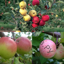 Дерево-сад (2-3 летка) яблоня 2 сорта Антоновка обыкновенная - Богатырь
