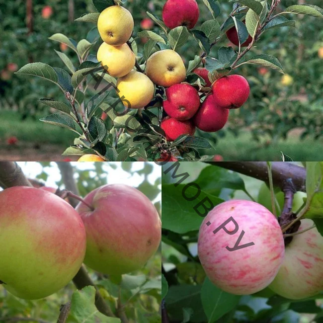 Дерево-сад (2-3 летка) яблоня 2 сорта Антоновка обыкновенная - Богатырь - фото 1