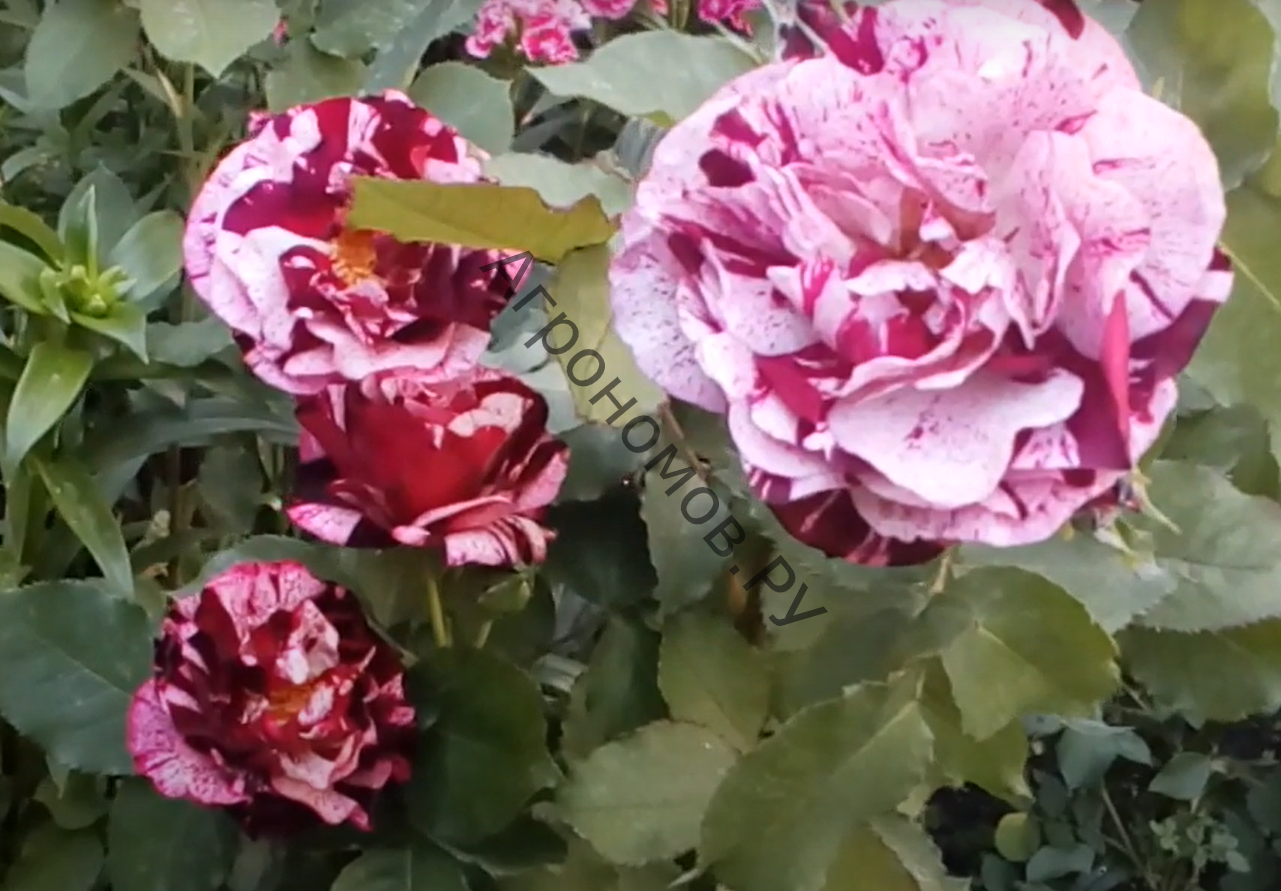 Роза флорибунда Имэджин (Нью Имэджин) - фото 1