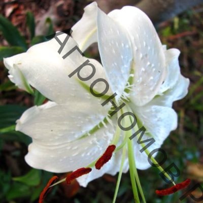 Лилия видовая Прекрасная Альбум  - фото 1