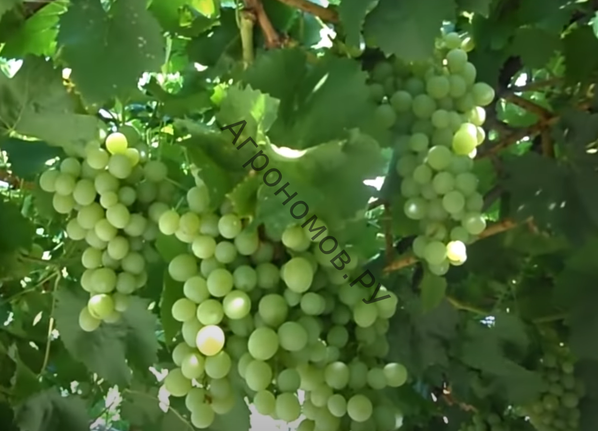 Саженец виноград плодовый Белое Чудо - фото 1