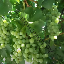 Саженец виноград плодовый Белое Чудо