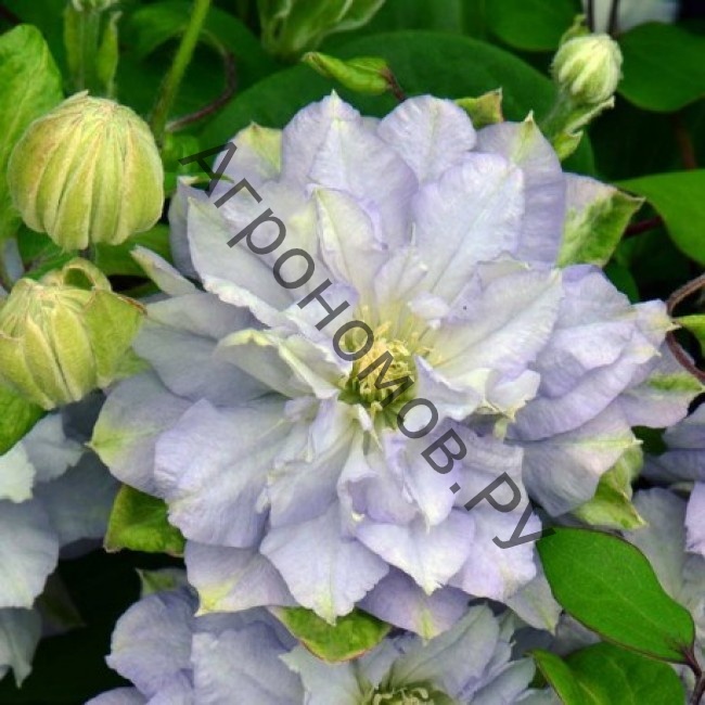 Клематис крупноцветковый Люкс Даймонд Болл - фото 1
