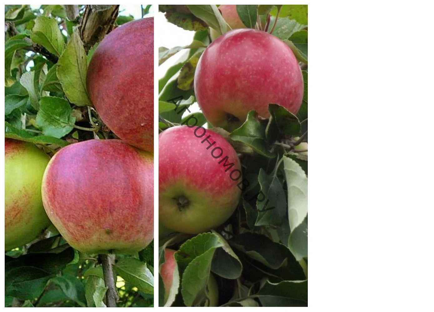 Дерево-сад (2-3 летка) яблоня 2 сорта Уэлси - Мелба - фото 1