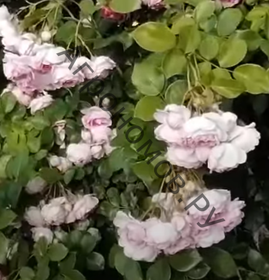 Роза плетистая Ясмина - фото 1