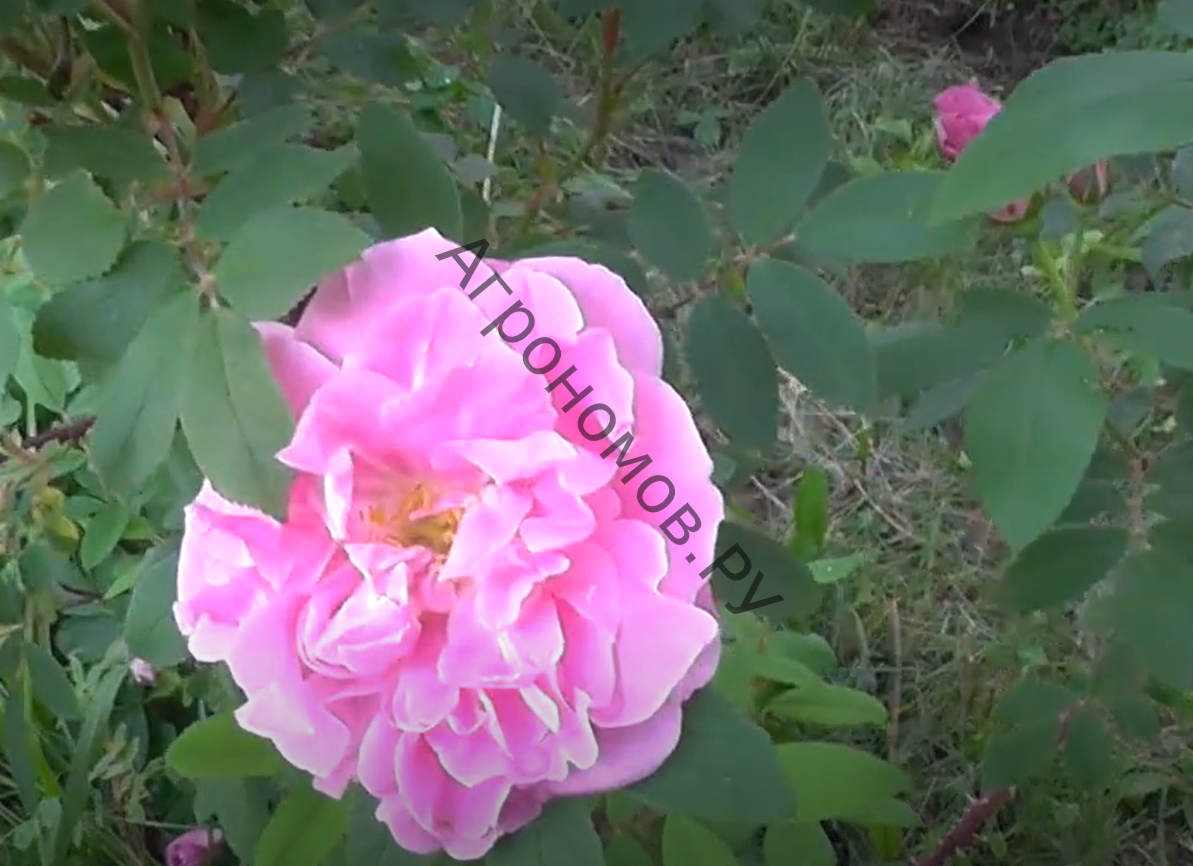 Роза канадская парковая Тереза Багнет - фото 1