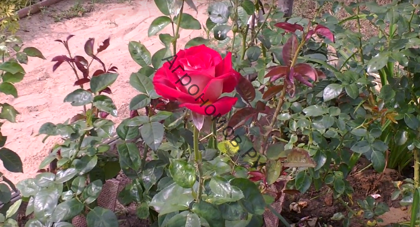 Роза чайно-гибридная Биколет - фото 1