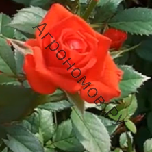Роза почвопокровная Миниатюра Ориндж