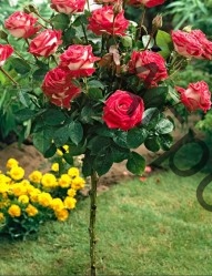 Роза штамбовая флорибунда Дувр (Довер) штамб - фото 1
