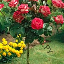 Роза штамбовая флорибунда Дувр (Довер) штамб