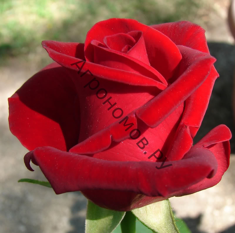 Роза чайно-гибридная Крайслер Империал - фото 1