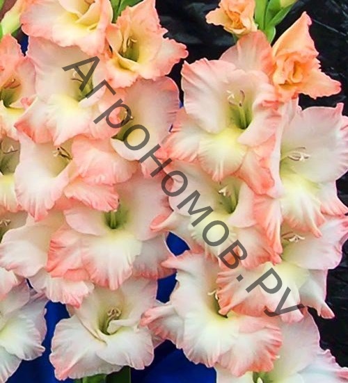 Гладиолус крупноцветковый Кэрлесс  - фото 1