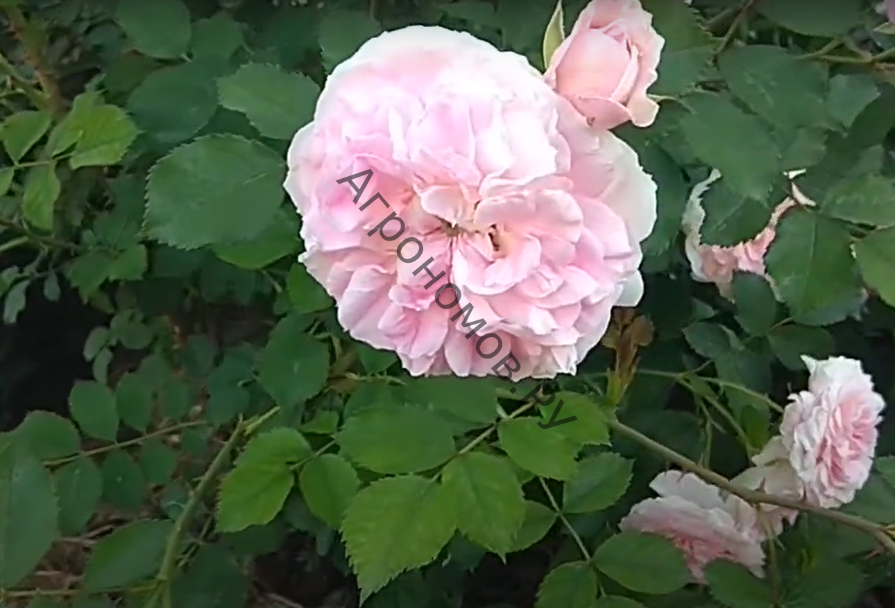 Роза канадская парковая Модэн Блаш  - фото 1