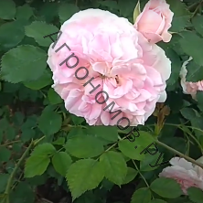 Роза канадская парковая Модэн Блаш 