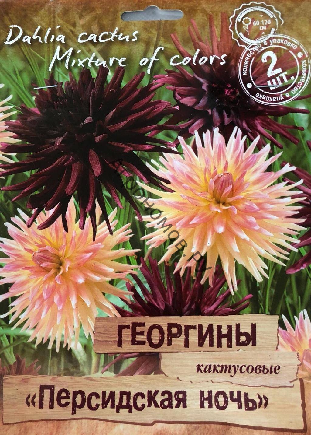 Георгина кактусовая "Персидская ночь" смесь окрасок - фото 1