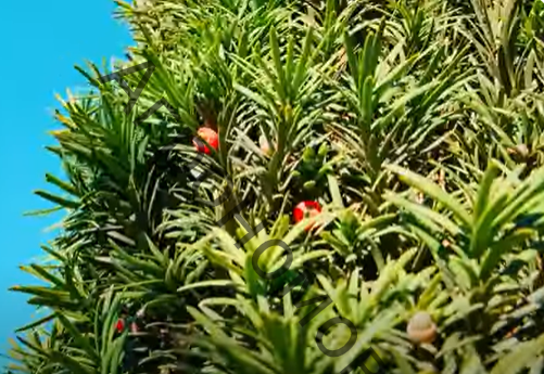 Тисс ягодный Элегантиссима - фото 1