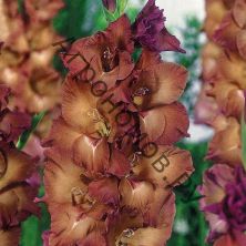Гладиолус крупноцветковый Индиан Саммер 