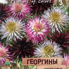 Георгина кактусовая "Разноцветные фонарики" смесь окрасок