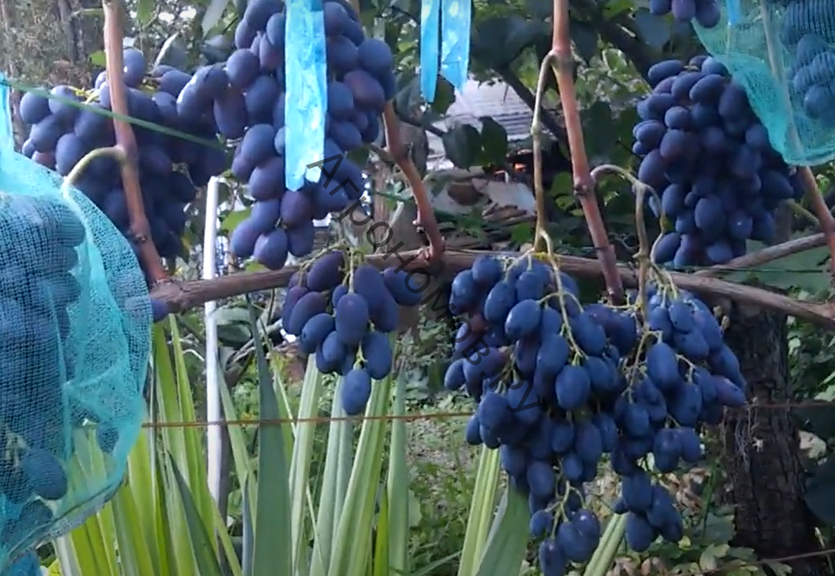 Виноград плодовый Кодрянка - фото 1