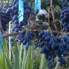 Виноград плодовый Кодрянка