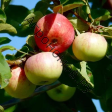 Дерево-сад (5 летка) яблоня 2 сорта Ветеран - Пепин Шафранный