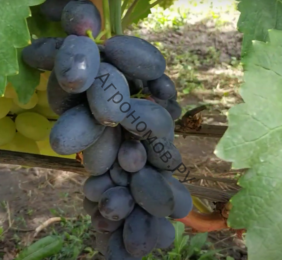 Виноград плодовый Первенец Амура - фото 1