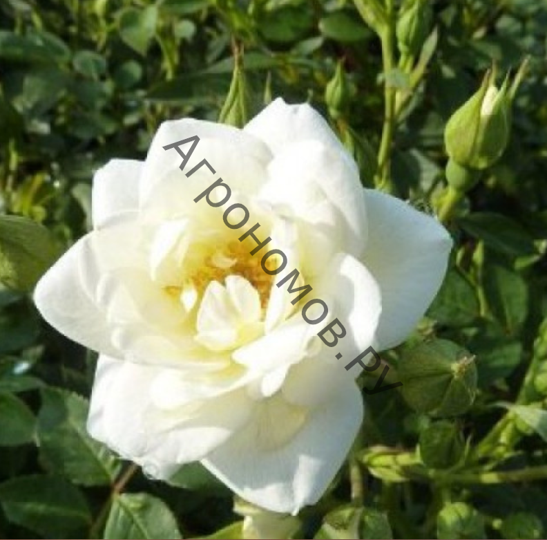 Роза миниатюрная Вайт Кове - фото 1